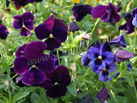 Фиалка (Viola)