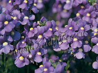 Немезия (Nemesia)