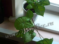 Сингониум (Syngonium)
