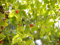 Ююба (Ziziphus)