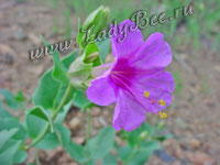 Мирабилис (Mirabilis)