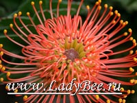 Леукоспермум (Leucospermum)