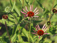 Эхинацея (Echinacea)