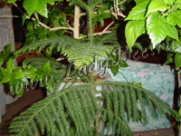 Араукария (Araucaria)