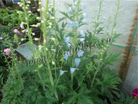 Дельфиниум (Delphinium)