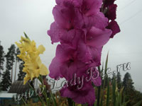 Гладиолус (Gladiolus)