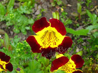 Губастик или Мимулус (Mimulus)