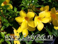 Алламанда (Allamanda)
