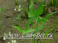 Стрелолист (Sagittaria)