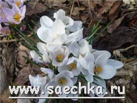 Крокус (Crocus)