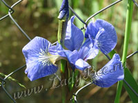 Ирис (Iris)