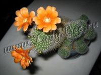 Кактус (Cactaceae)