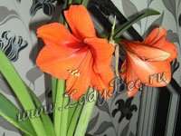 Амариллис (Amaryllis)