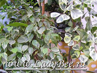 Фикус треугольный (Ficus Triangularis)