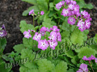 Примула (Primula)