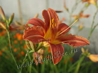 Лилейник или или Красоднев (Hemerocallis)