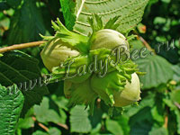 Лещина или Орешник (Corylus)