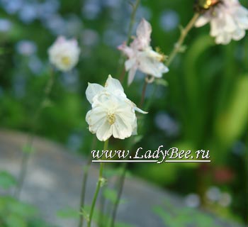 Аквилегия или Водосбор