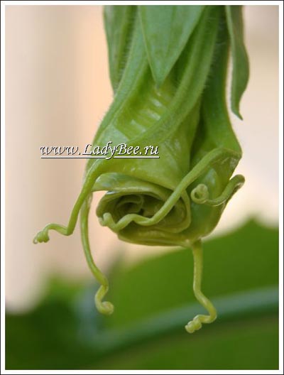 Бругмансия