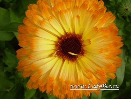 Calendula