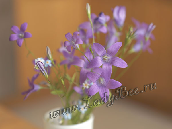 Колокольчик полевой