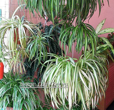 Хлорофитум