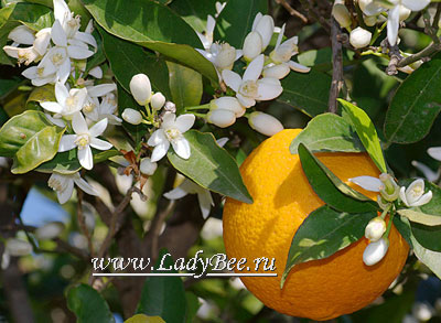 Citrus sinensis