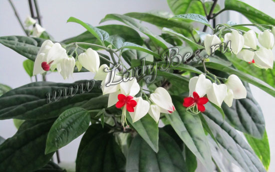 Клеродендрум