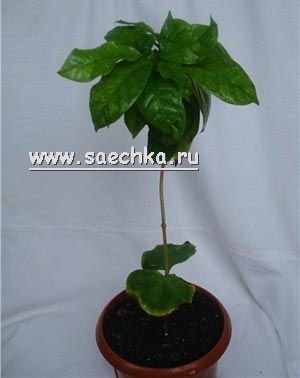 Кофейное дерево