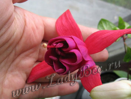 Фуксия Coq au vin (Курица в вине)