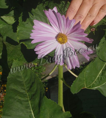  Космея Розовый Жемчуг