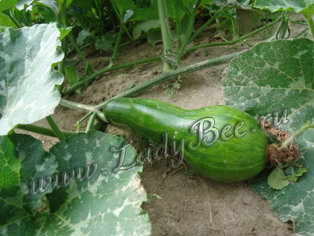 cucurbita