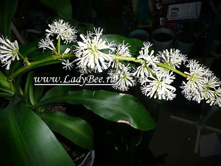 как цветет драцена