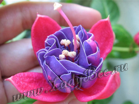 Фуксия Edith Piaf