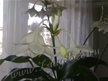 Амазонская лилия