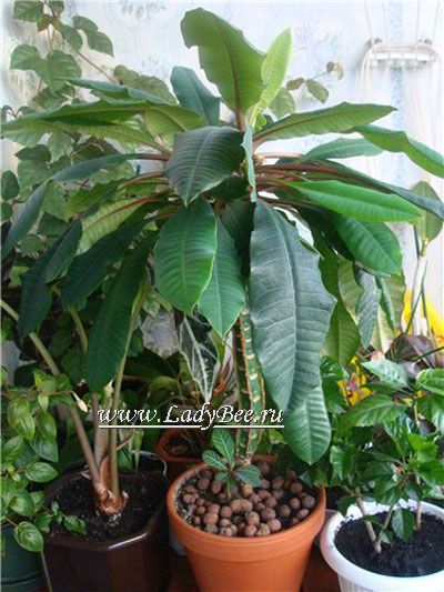 Молочай беложилковый