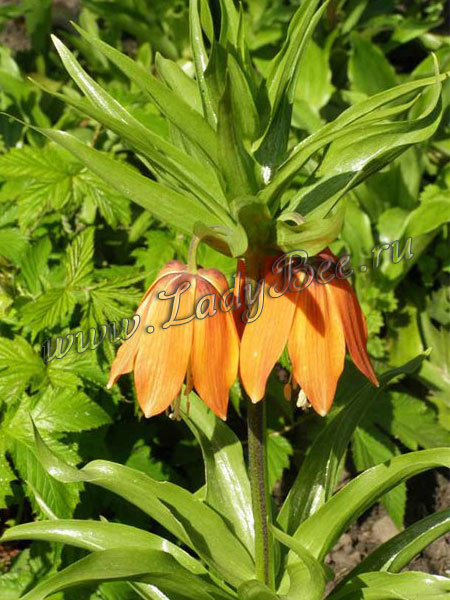 Рябчик королевский