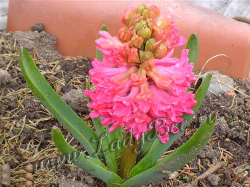 Гиацинт розовый Pink Peal