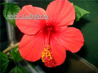 Гибискус