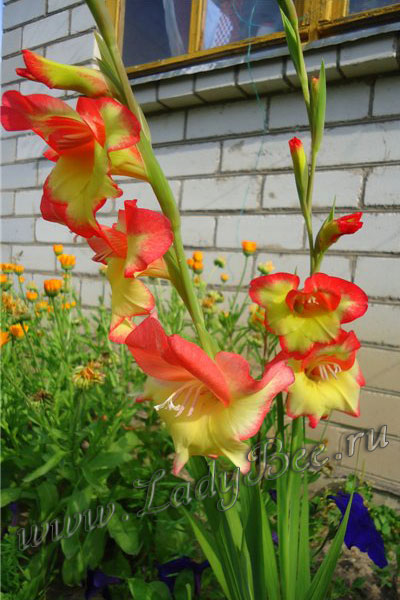 Гладиолус
