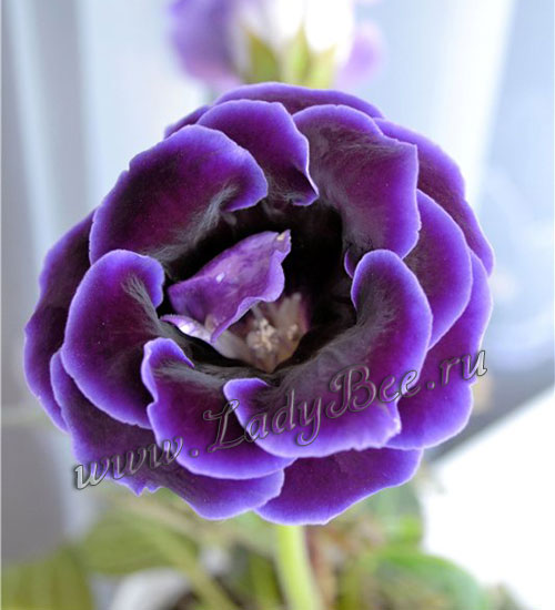 Глоксиния прекрасная