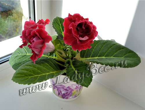 Синнингия прекрасная