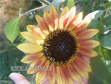 Helianthus