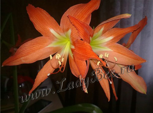 Гиппеаструм