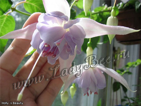 Фуксия Holly s Beauty