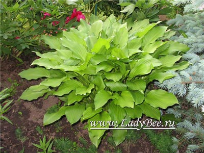 Hosta