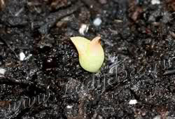 как вырастить кактус из семени