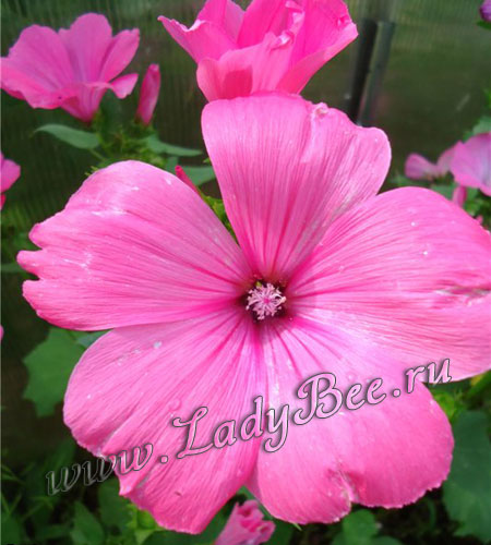 lavatera