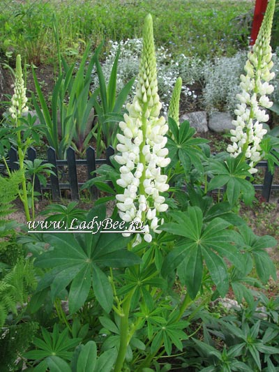 Lupinus