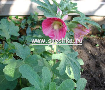 Мальва (Просвирник)